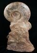 Large Hammatoceras Ammonite Display Piece #4337-8